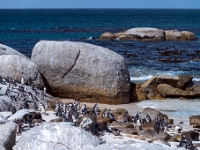 Simon's Town, Boulders Beach